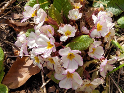 Primula Picotée.jpg