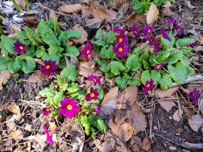 Primula Frühlingsbote.jpg