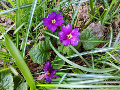 Primula Sandfrauchen.jpg