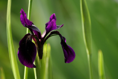 Iris-chrys.-Black-Form-1.jpg