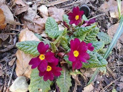 Primula Saladin.jpg