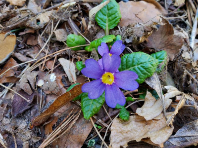 Primula Usambarablau.jpg