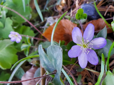 Hepatica americana.jpg