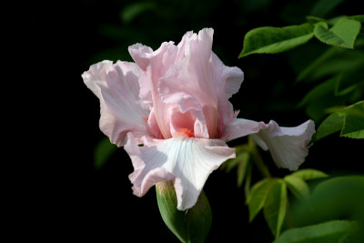 Iris-Vanity-2.jpg