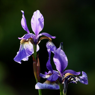 Iris-sib.-Gegenlicht.jpg