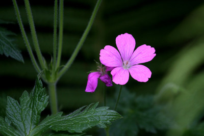 Geranium-endressii-1.jpg