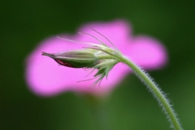 Geranium-Wageningen.jpg