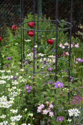 Clematis-Arabella-20-1.jpg