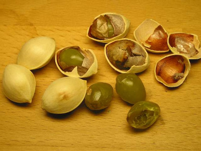 ginko_nuesse_geknackt.jpg