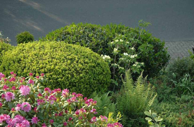Cornus_Cousa_Venus_1_19-05-2008_.jpg
