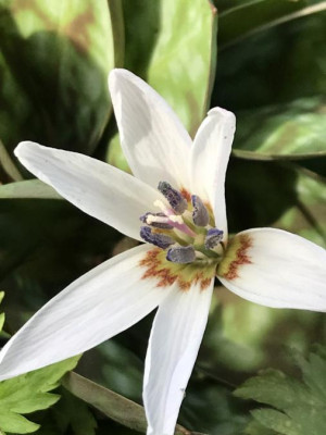 erythronium dens-canis white splendour.JPG