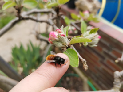Osmia.jpeg