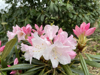 Rhododendron hyperitum Hybrid April 2023.jpg