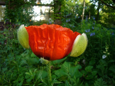P._bracteatumP1040961.jpg