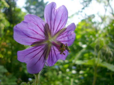 geranium_olgunlarP1040979.jpg