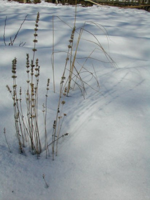 Agastache_Schnee.jpg