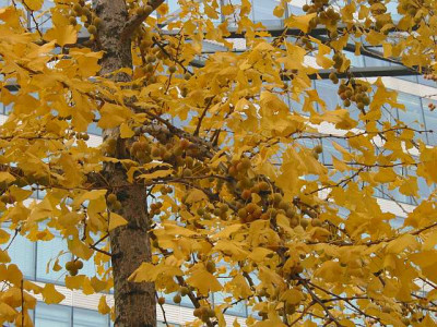 ginko_fruchtender_baum_kranzlereck.jpg
