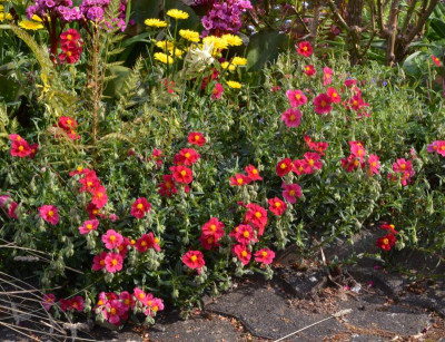 Helianthemum-HartswoodRuby-Sämling.22-1.jpg