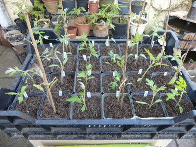 2023-04-09 Tomaten 2.jpg