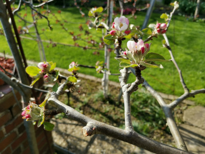 Apfelblüte 20230409.jpeg
