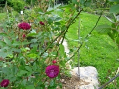 IMG_0488_edited.jpg