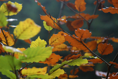 herbstpalette_7936.jpg