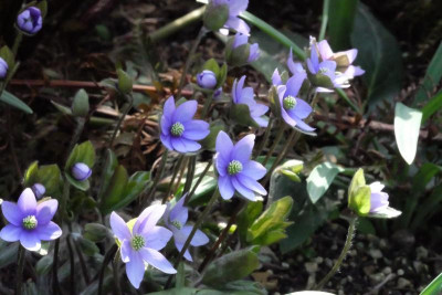 DSCF7795.JPG