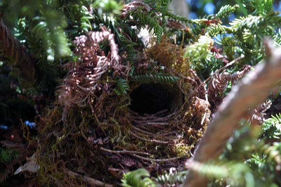 nest3033.jpg