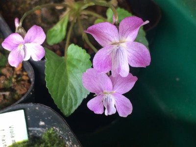 2023-04-10 Viola.jpg