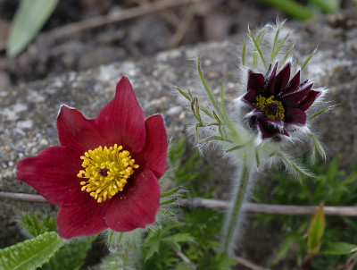 DSC_7471_DxO.jpg