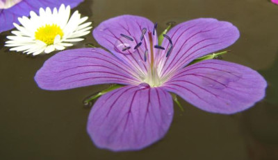 clarkei_kashmir_purple.jpg
