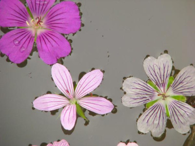 sirak_asphodeloides_renardii.jpg