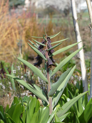 2023-04-10 Fritillaria sewerzowii 1.jpg