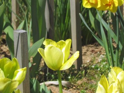 Tulpe Yellow Springgreen.JPG