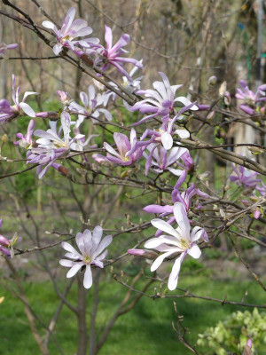 2023-04-10 Magnolia 'Leonard Messel' 1.jpg