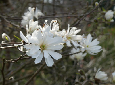 2023-04-10 Magnolia 'Royal Star' 1.jpg