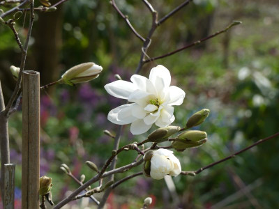 2023-04-10 Magnolia 'Scented Silver' 1.jpg