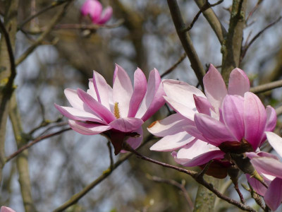 2023-04-10 Magnolia sprengeri var. sprengeri 2.jpg