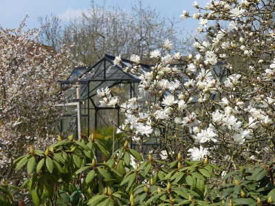 2023-04-10 Magnolia stellata 1.jpg