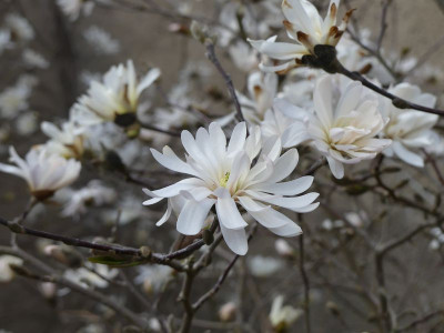 2023-04-10 Magnolia stellata Sämling 1.jpg