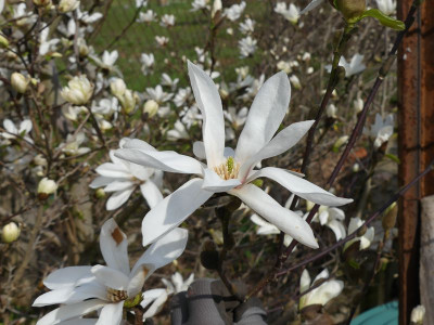 2023-04-10 Magnolia stellata Sämling 2.jpg