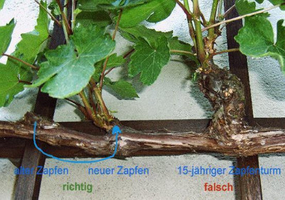 Zapfenturm.jpg