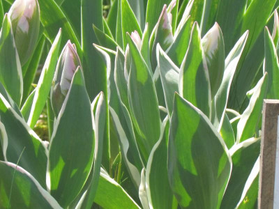 Tulpe China Town.JPG