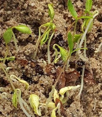 09.04. Acer rufinerve.jpg