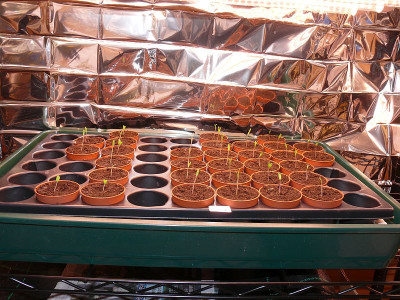 230410_Tomaten_1.jpg