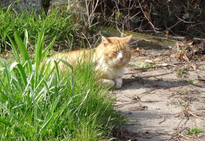 garfield04.jpg