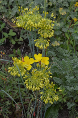 Allium-YellowFantasy.22-2.jpg