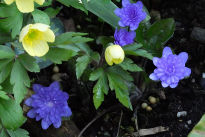 DSCF7778.JPG