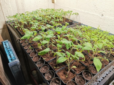 Tomaten 20230410.jpeg