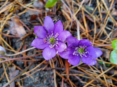 Hepatica Sämling violett Vorgarten.jpg